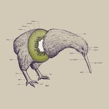 Kiwi Bird Size Chart Www Bedowntowndaytona Com