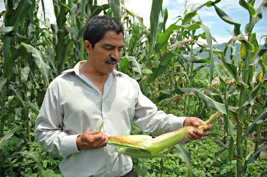 Qué es la reconversión de cultivos? | Secretaría de Agricultura y Desarrollo Rural | Gobierno | gob.mx