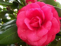 Al State Flower Camellia Alabama State Camellia Flower Flowers
