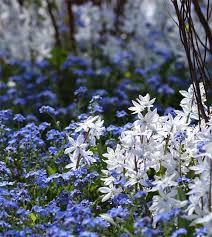 Image result for Scilla