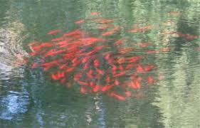 Do frogs eat goldfish water garden. Goldfish And Koi Overpopulation Problems In Ponds Canadian Pond