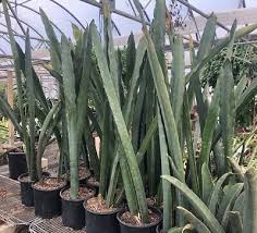 Image result for Sansevieria nilotica