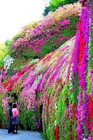 Kirishima Azalea Japan Beautiful Gardens Beautiful Flowers Plants