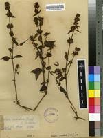 Image result for Dicliptera verticillata