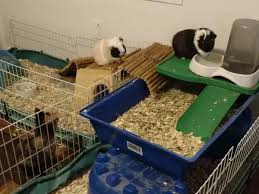 Maybe you would like to learn more about one of these? What Kind Of Cages Are Ok For Guinea Pigs To Live In Quora