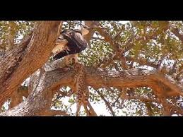 Burung elang vs macan tutul lihat juga video kami yang lain. Ganasnya Elang Melumpuhkan Macan Tutul Untuk Dimakan Youtube