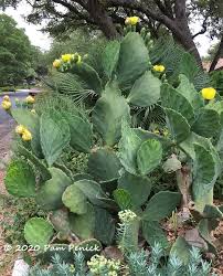 Water fills up the air spaces between soil particles, preventing root aeration and providing the conditions for fungi and bacteria to multiply. Plant This Old Mexico Prickly Pear Digging