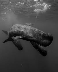 3 whales swimming in the ocean