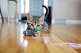 Cats are pretty awesome animals. Why Do Cats Bring People Dead Mice Articles Catscratching Com