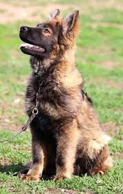 Long Coat Ddr German Shepherd German Shepherd Puppies Long Coat German Shepherd Sable German Shepherd