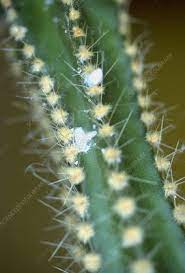 Symptoms of mealybugs on my plant. Mealy Bugs On Cactus Stock Image B265 0224 Science Photo Library