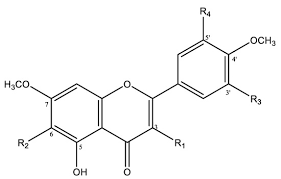 Image result for Lantana ukambensis