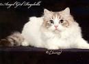 Lynx Point Ragdoll Cats - RAGDOLL CATS RAGDOLL KITTENS FOR ...