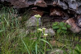 Image result for Basananthe sandersonii