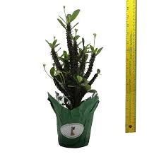 Image result for Euphorbia corniculata