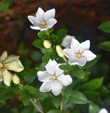 Jubilation gardenia jasminoides 'lee one' a flowering, evergreen shrub. Gardenia Jasminoides Cape Jasmine Cape Jasmine Gardenia Cape Jessamine Gardenia North Carolina Extension Gardener Plant Toolbox