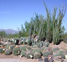 Find great deals on ebay for golden barrel cactus. The Tucson Cactus And Succulent Society