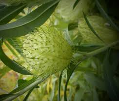 Image result for Gomphocarpus glaucophyllus