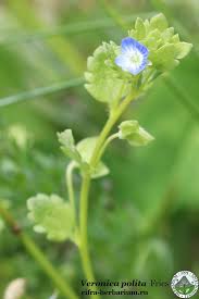 Image result for Vincetoxicum monticola