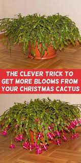 Pay attention to the light schedule, and do not fertilize or overwater. 730 Christmas Cactus Ideas Christmas Cactus Cactus Easter Cactus