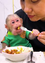 Meals available all day