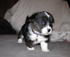 Corgi puppies for adoption in wisconsin. Litter Of 9 Welsh Cardigan Corgi Puppies For Sale In Milwaukee Wi Adn 53663 On Puppyfinder Com Gender Female Corgi Corgi Puppies For Sale Litter Of Puppies