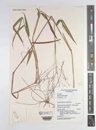 Image result for Panicum monticola