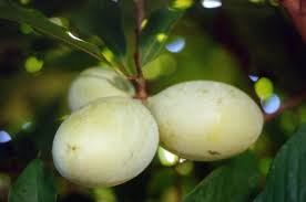 To set up your grooming appointment, please contact aaron directly at. Pawpaws Edible Landscaping