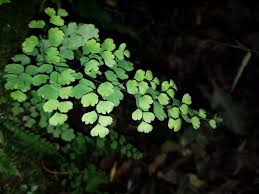 Image result for Adiantaceae