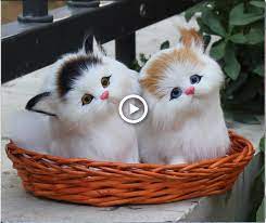 Beautiful Funny Cat Video Good Morning Funny Cat Videos Cute Cats