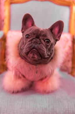 Izzy the Frenchie - Wikipedia