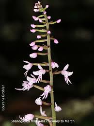 Image result for Brachycorythis pleistophylla