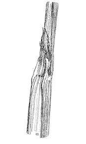 Image result for Leptochloa fusca