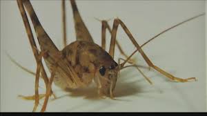 Spotting a spider in your immediate vicinity can be a little intense, especially if you have a major fear of the creepy crawlers. Sprickets Youtube