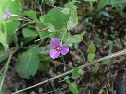 Image result for Canscora kirkii