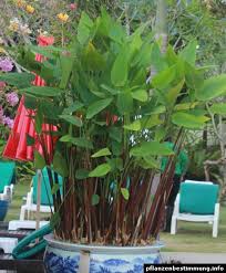 Image result for Thalia geniculata