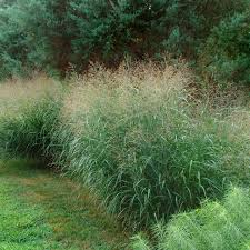 Image result for Cordylostigma virgatum