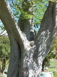 Image result for Celtis africana