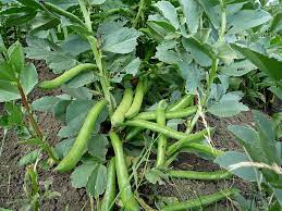 My vegetable book suggests dryness and spasmodic watering as reasons for blossom drop in beans. Broad Bean Dry Diseases And Pests Description Uses Propagation