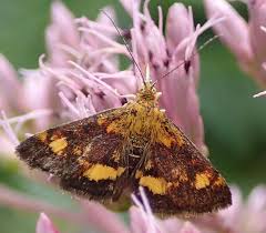 Image result for Pycreus mundtii