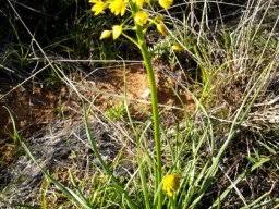 Image result for Euryops subcarnosus