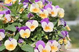 Pansies were developed from violas by plant breeders more than two hundred years ago. Growing Pansies Viola Tricolor Violet Flower How To Grow And Care Plantopedia
