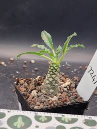 Image result for Dorstenia schliebenii