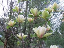 Image result for magnolie sunsation