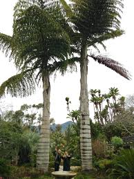 Image result for Caryota