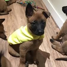 Knpv ph1 mido x tessa confirmed breeding for 2021!! Belgian Malinois Puppies Home Facebook