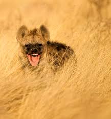Journey Earth Laughing Hyena By Bridgena Barnard Creepy Animals Funny Animals Animals Images