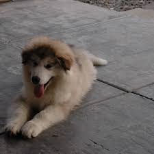 Maybe you would like to learn more about one of these? Why Can T I Get Over My Dog S Death Pethelpful