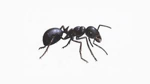 A 50/50 mixture of borax and sugar will help to control ants. Black Garden Ant Facts About Black Ants The Rspb