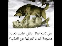 هل تعلم لماذا يقال خليك ذيب معلومة قدلا تعرفها عن الذئب Youtube Movie Posters Movies Poster